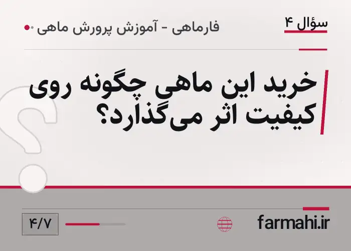 خرید این ماهی چگونه روی کیفیت اثر می‌گذارد؟