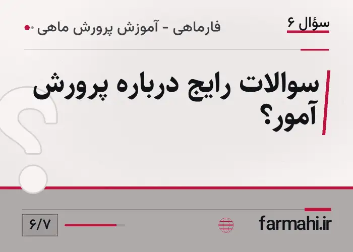 سوالات رایج درباره پرورش آمور؟