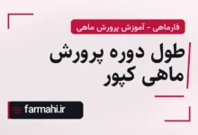 طول دوره پرورش ماهی کپور