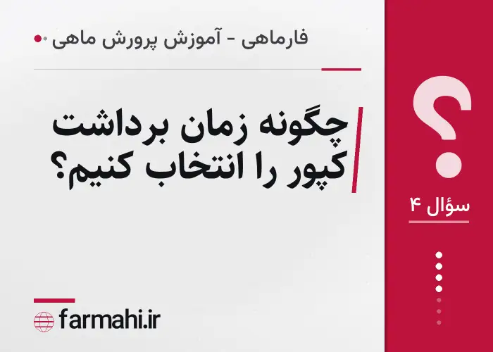 چگونه زمان برداشت کپور را انتخاب کنیم؟