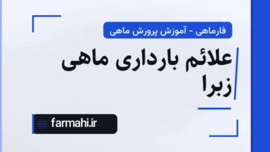 علائم بارداری ماهی زبرا
