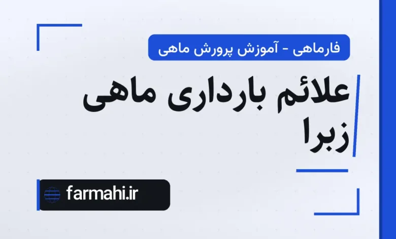 علائم بارداری ماهی زبرا