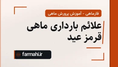 علائم بارداری ماهی قرمز عید