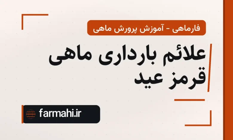 علائم بارداری ماهی قرمز عید