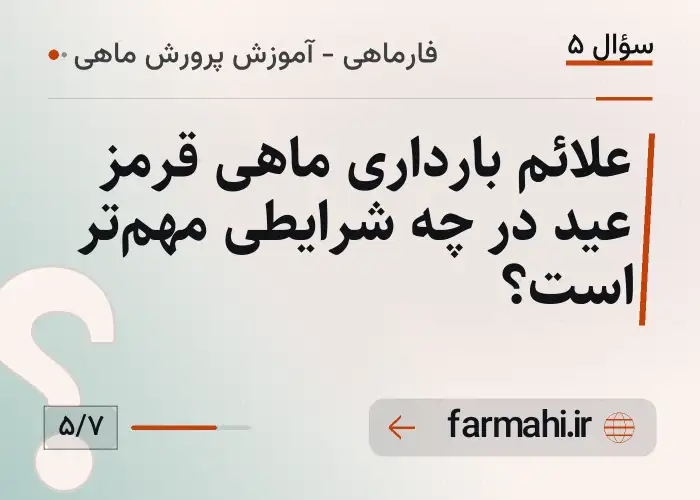 علائم بارداری ماهی قرمز عید در چه شرایطی مهم‌تر است؟