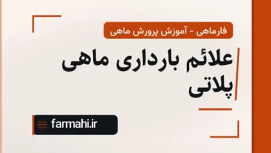 علائم بارداری ماهی پلاتی