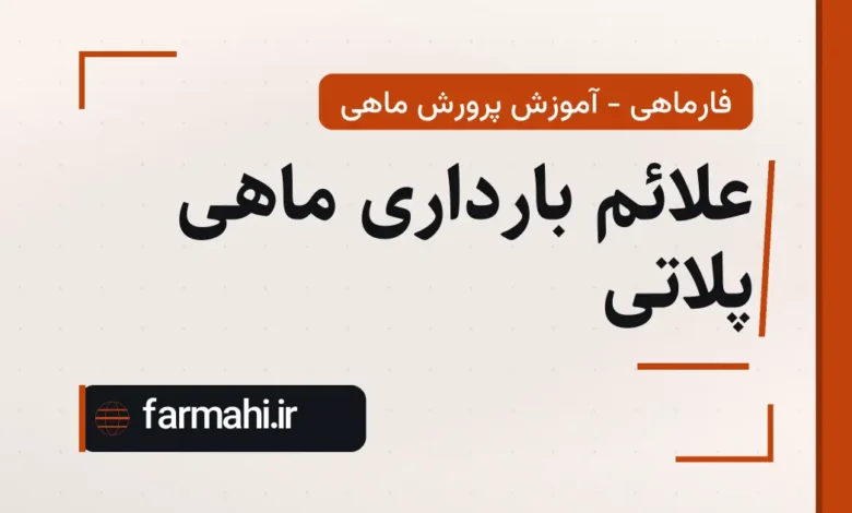 علائم بارداری ماهی پلاتی