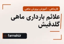 علائم بارداری ماهی گلدفیش