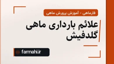 علائم بارداری ماهی گلدفیش