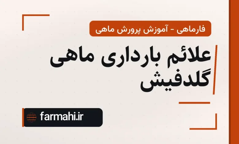علائم بارداری ماهی گلدفیش