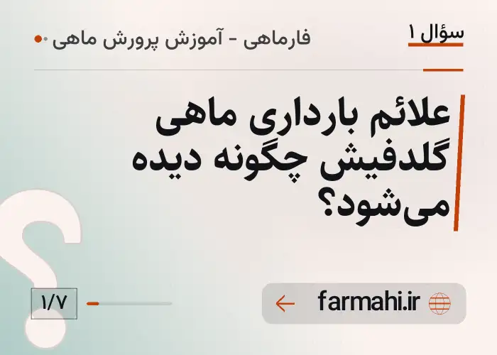 علائم بارداری ماهی گلدفیش چگونه دیده می‌شود؟