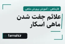 علائم جفت شدن ماهی اسکار