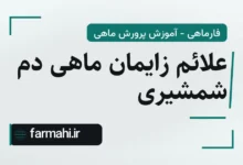 علائم زایمان ماهی دم شمشیری