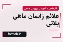علائم زایمان ماهی پلاتی