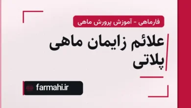 علائم زایمان ماهی پلاتی