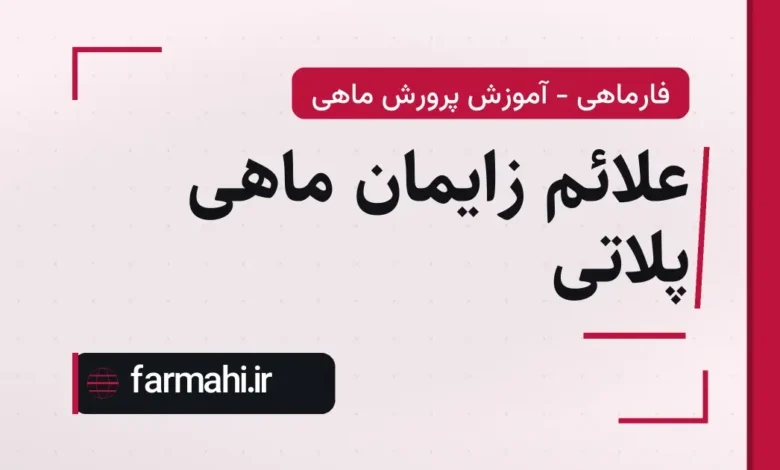 علائم زایمان ماهی پلاتی