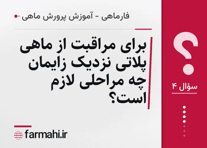 برای مراقبت از ماهی پلاتی نزدیک زایمان چه مراحلی لازم است؟