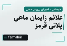 علائم زایمان ماهی پلاتی قرمز