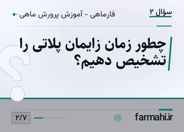 چطور زمان زایمان پلاتی را تشخیص دهیم؟