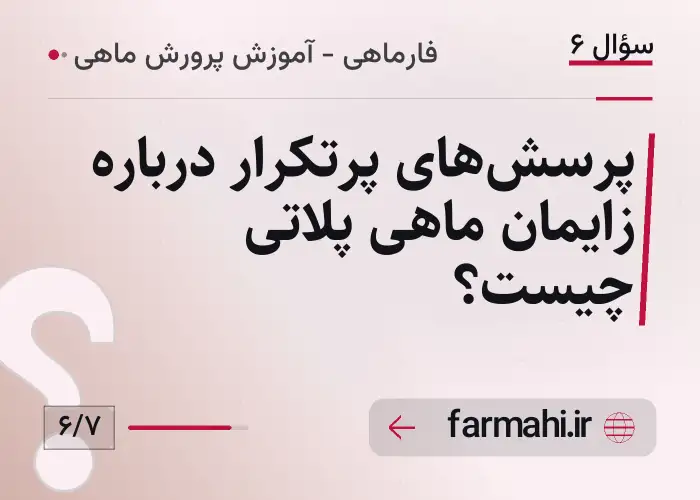 پرسش‌های پرتکرار درباره زایمان ماهی پلاتی چیست؟