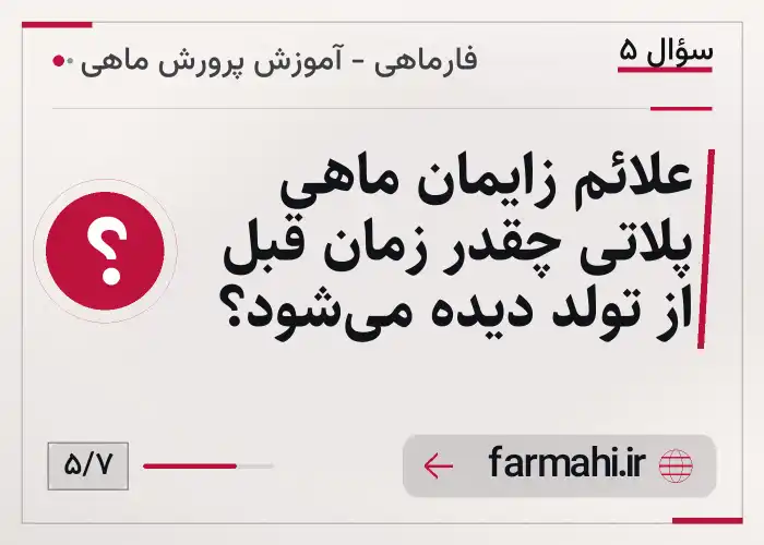 علائم زایمان ماهی پلاتی چقدر زمان قبل از تولد دیده می‌شود؟