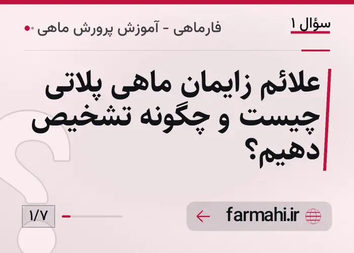 علائم زایمان ماهی پلاتی چیست و چگونه تشخیص دهیم؟