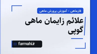 علائم زایمان ماهی گوپی