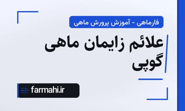 علائم زایمان ماهی گوپی