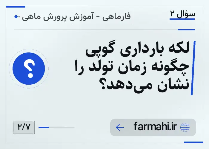 لکه بارداری گوپی چگونه زمان تولد را نشان می‌دهد؟