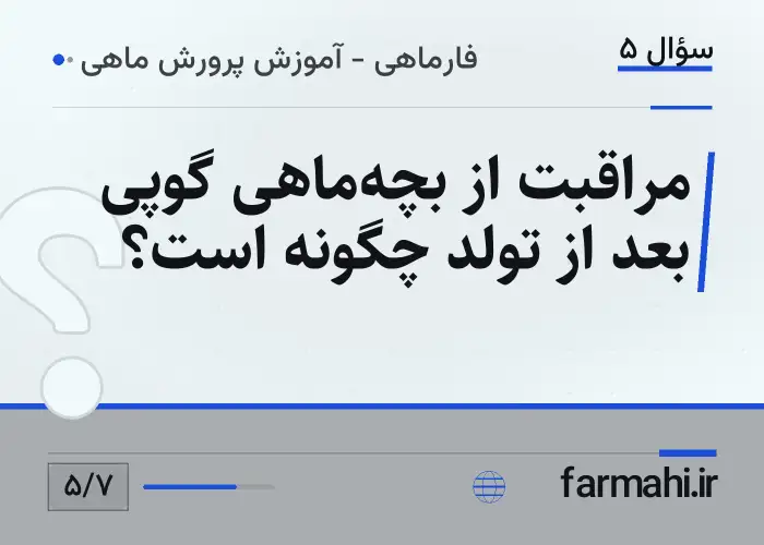 مراقبت از بچه‌ماهی گوپی بعد از تولد چگونه است؟