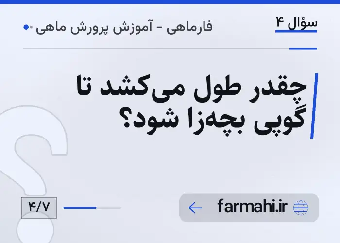چقدر طول می‌کشد تا گوپی بچه‌زا شود؟