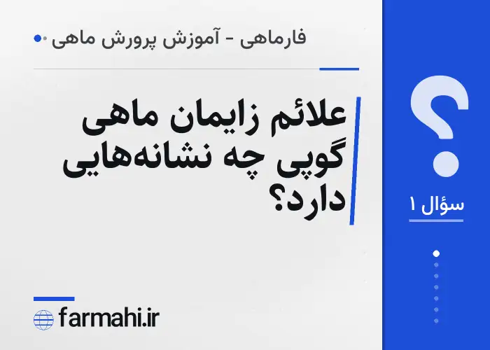 علائم زایمان ماهی گوپی چه نشانه‌هایی دارد؟