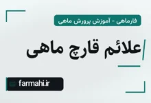 علائم قارچ ماهی
