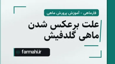 علت برعکس شدن ماهی گلدفیش