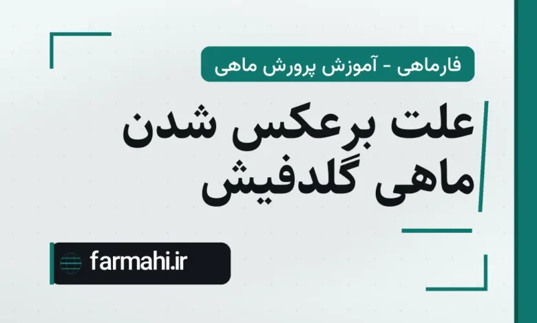 علت برعکس شدن ماهی گلدفیش