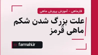 علت بزرگ شدن شکم ماهی قرمز