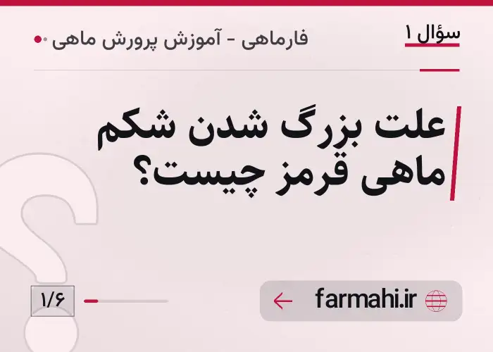علت بزرگ شدن شکم ماهی قرمز چیست؟