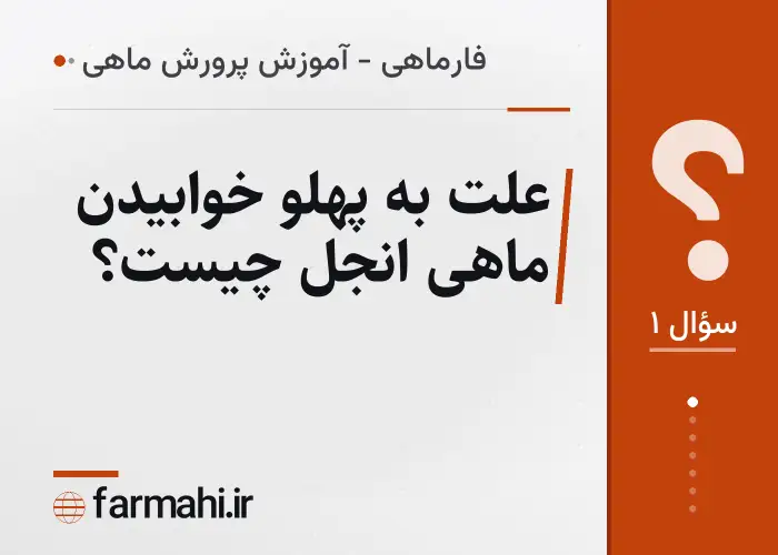 علت به پهلو خوابیدن ماهی انجل چیست؟