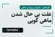 علت بی حال شدن ماهی گوپی