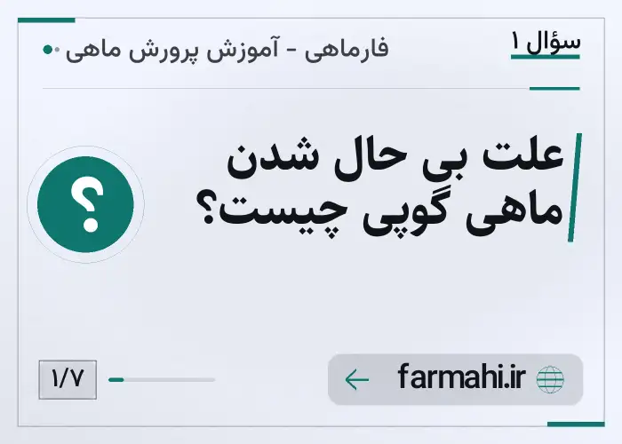 علت بی حال شدن ماهی گوپی چیست؟