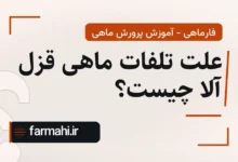 علت تلفات ماهی قزل آلا چیست؟