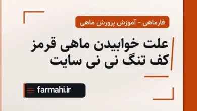 علت خوابیدن ماهی قرمز کف تنگ نی نی سایت