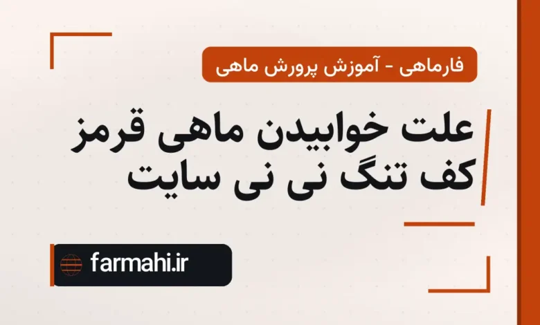 علت خوابیدن ماهی قرمز کف تنگ نی نی سایت