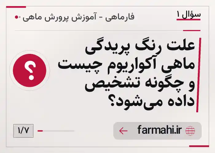 علت رنگ پریدگی ماهی آکواریوم چیست و چگونه تشخیص داده می‌شود؟