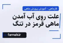 علت روی آب آمدن ماهی قرمز در تنگ