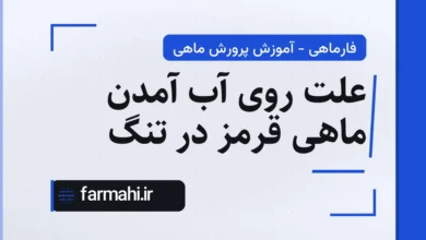 علت روی آب آمدن ماهی قرمز در تنگ