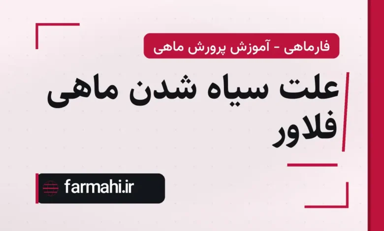 علت سیاه شدن ماهی فلاور