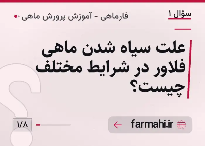علت سیاه شدن ماهی فلاور در شرایط مختلف چیست؟