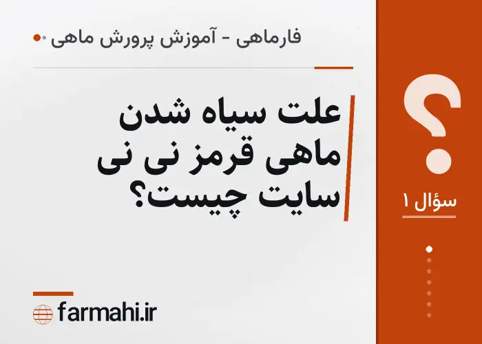 علت سیاه شدن ماهی قرمز نی نی سایت چیست؟