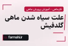 علت سیاه شدن ماهی گلدفیش